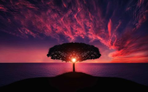 Pink-Tree